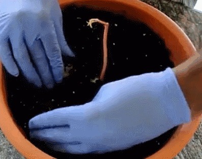 在垃圾桶里装满泥土,摆在阳台上有妙用,一年能帮你省下不少钱