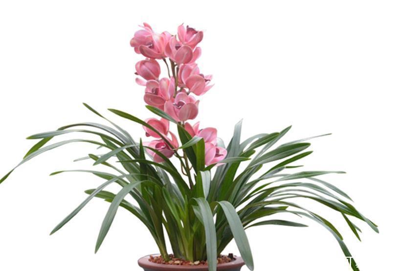 室内找个盆养这三种花,冬天难养好,室内条件不好就别养