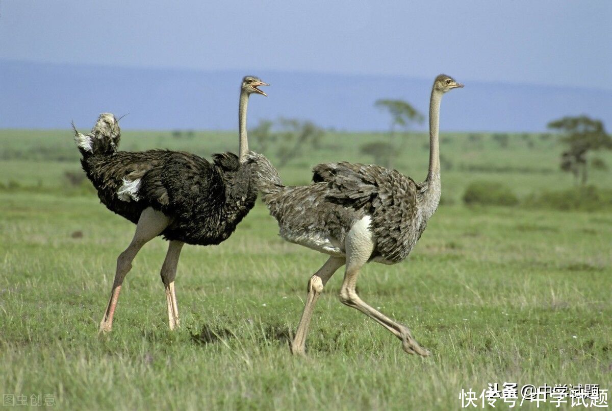 初二生物北师大版八年级上学期期末考试试题