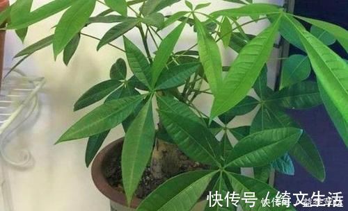 浇灌|养花用什么水浇灌2种'万能浇花水'，浇啥花都能越长越旺盛