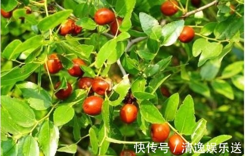 维生素c|医生提醒常吃此水果,能润肤祛斑、补血美容、抗衰老