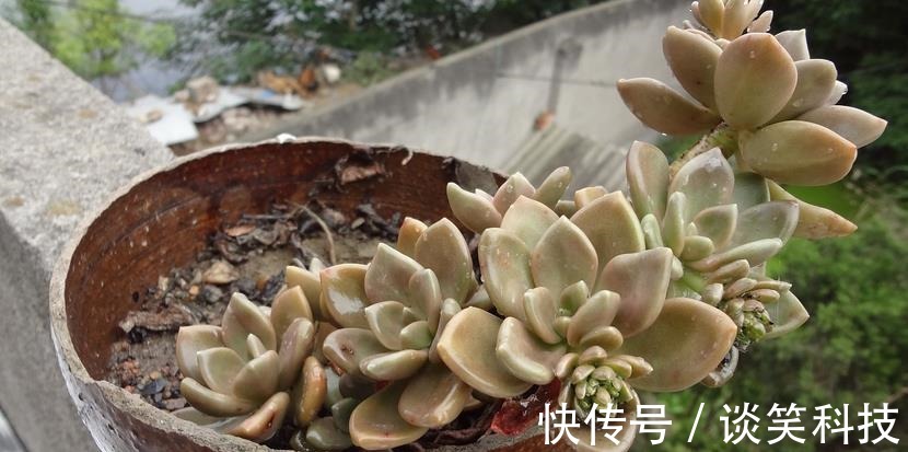 适合新人养殖的5款多肉,它们好看又易爆盆,拿来练手正好