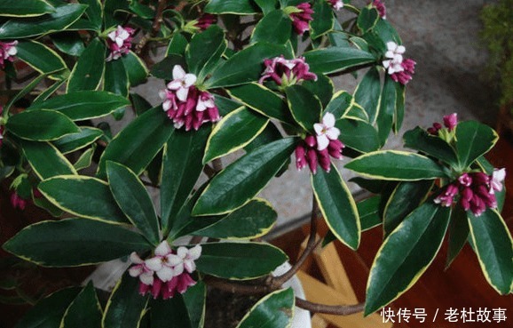 金边瑞香的栽培方法有哪些,如何养护金边瑞香呢