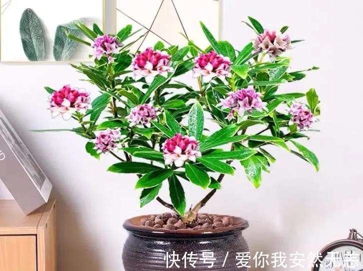 金边瑞香|怎么让金边瑞香“开花多、花香浓”?做对4件事,爱花人了解下