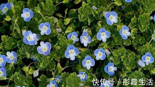 此花小巧而又美丽，常在不起眼的地方绽放，寓意着隐藏的美！