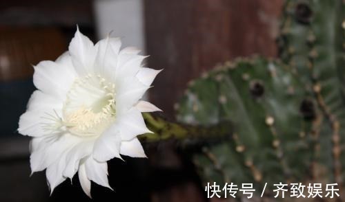 她家仙人掌从春开到冬,看得都快腻了,只因为做了这件事!