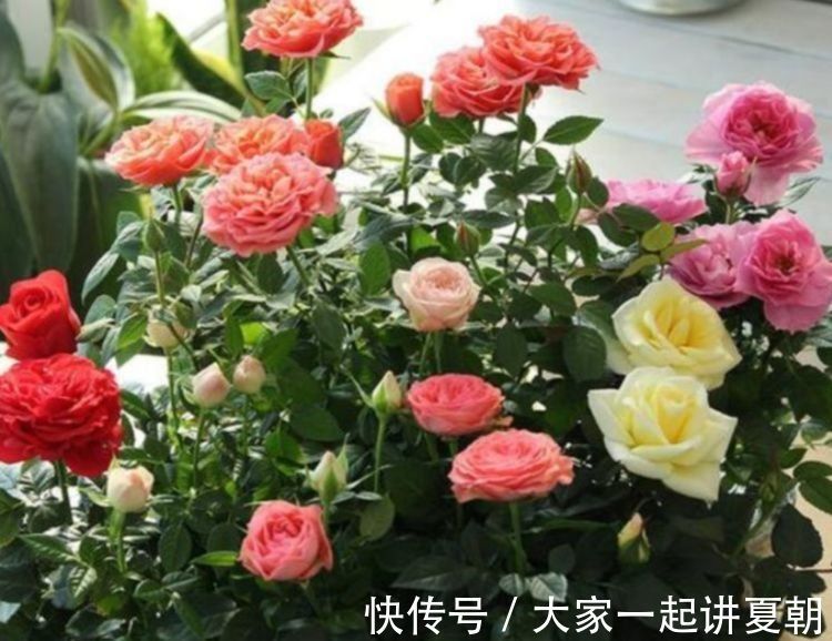 4种花是懒人的最爱，花朵大花期长，年年开花美翻