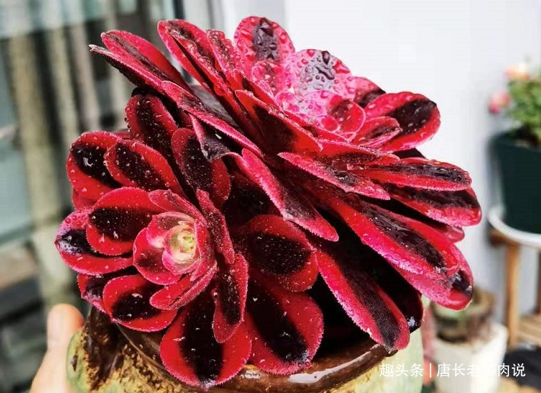 晒伤|多肉法师的叶片下翻先判断是否休眠，再检查有没有其它的问题