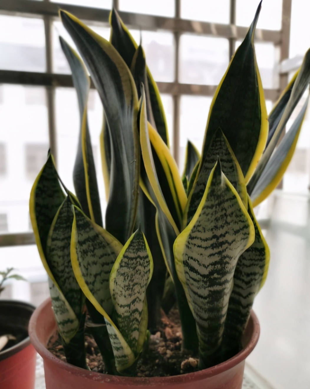 光照|虎皮兰不敢浇水多做好3个前提条件,怎么浇水都行,不会烂根