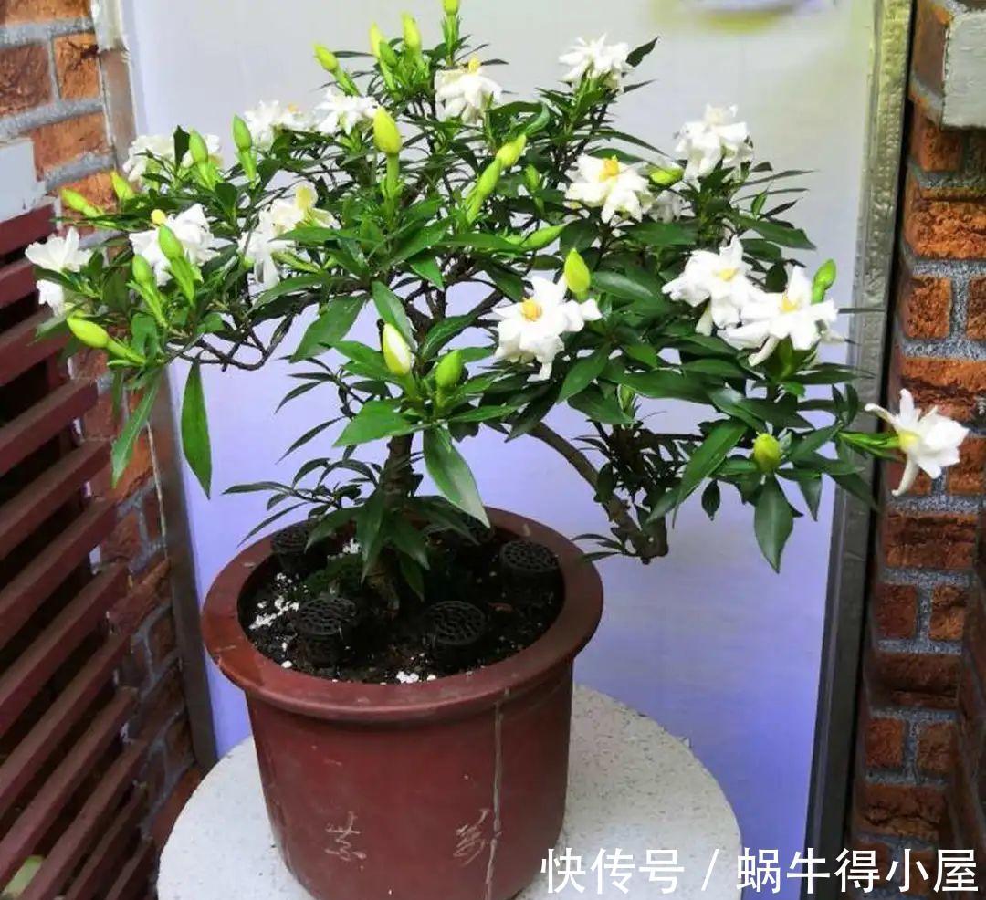 花苞|初秋8种花不能剪,轻则不开花,严重可能剩空盆