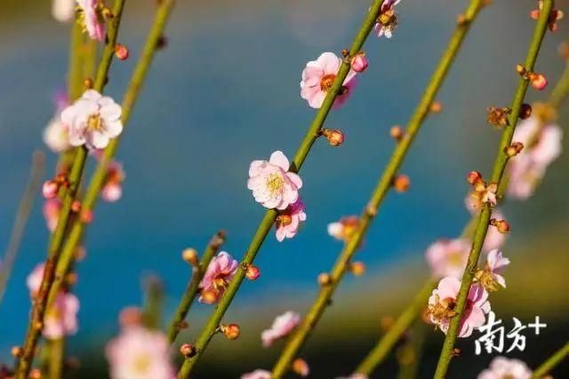 后山|普宁南溪：灼灼桃花源 悠悠水乡中