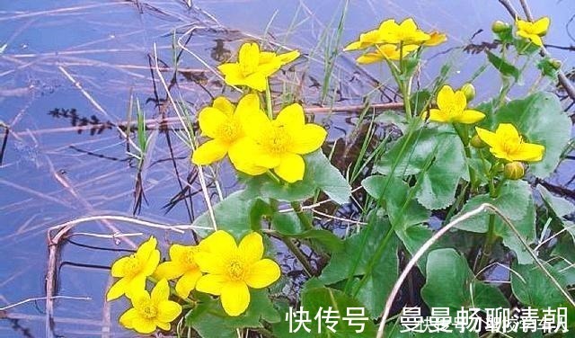 独脚金|俗称“马蹄菜”，长在溪边少人识，叶子却极珍贵，别忽视