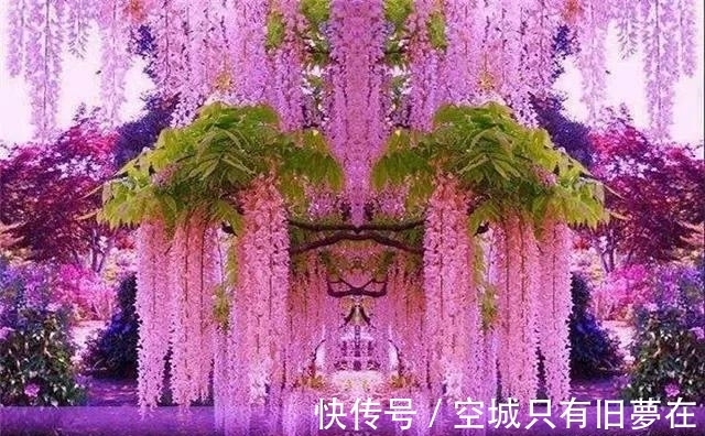 世界上十大最美的花,彼岸花排第二!