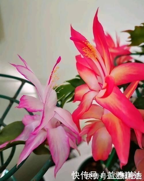 三角梅,蟹爪兰开花少,教你一个“土方法”,轻松爆花!