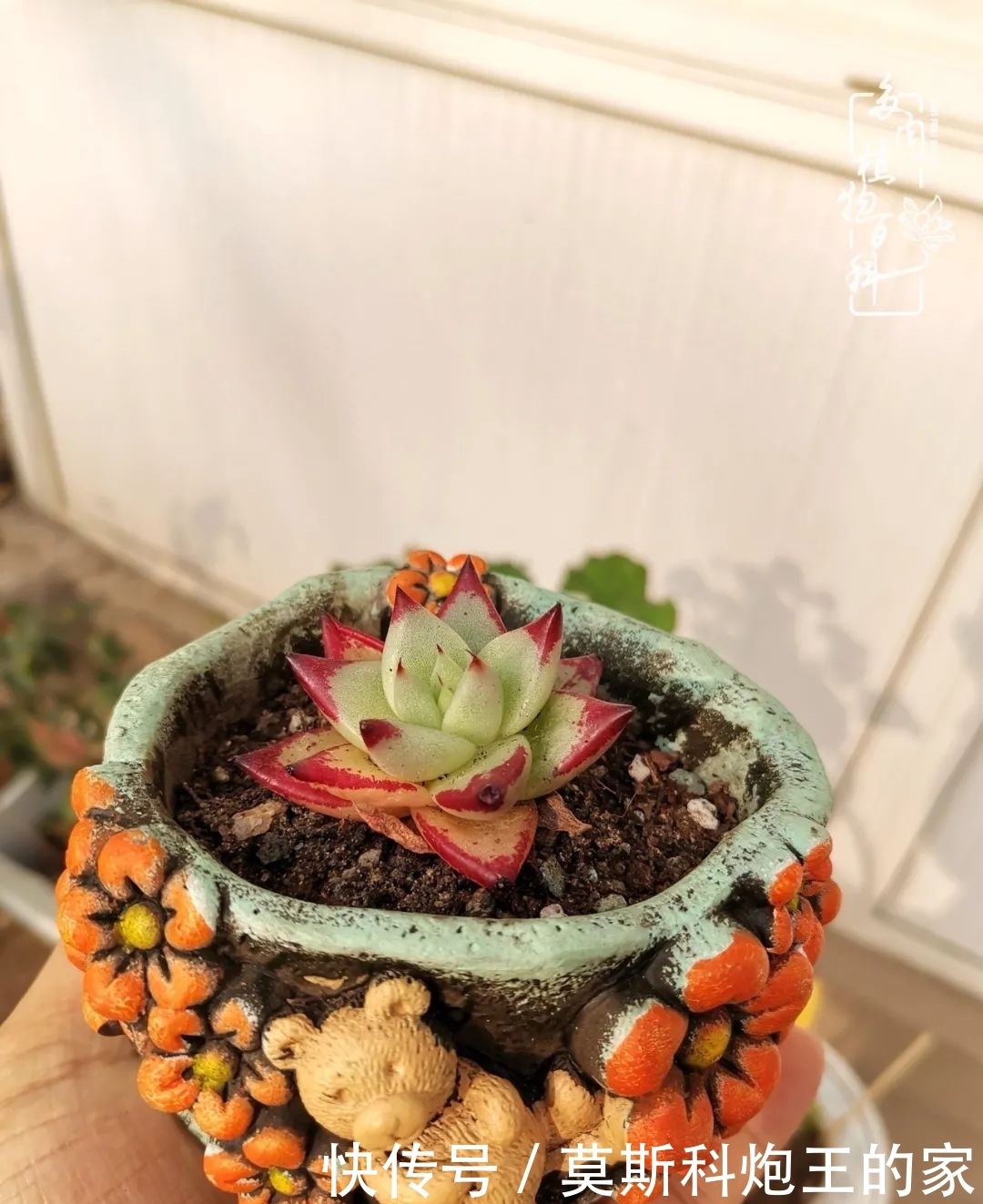 回顾令人难忘的2020年!2021,我定不负美肉不负众望!