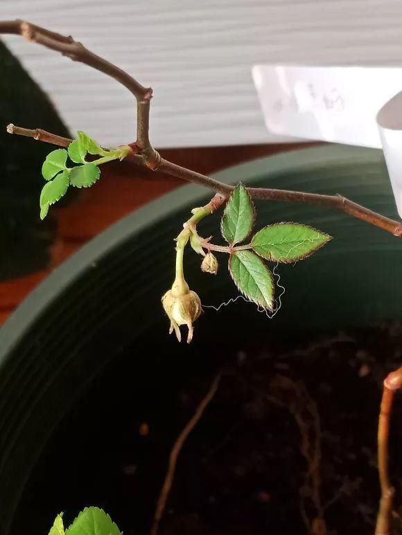 栀子月季，花还没开就发黑掉落，这些原因一看就懂！