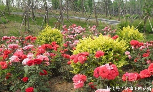 这2种花养成老桩不划算,不及时修剪,花都不开了!