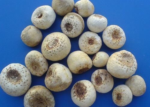 卖到|这野草玉米地里成片长,一斤能卖到70元,村里老人管它叫“羊眼”