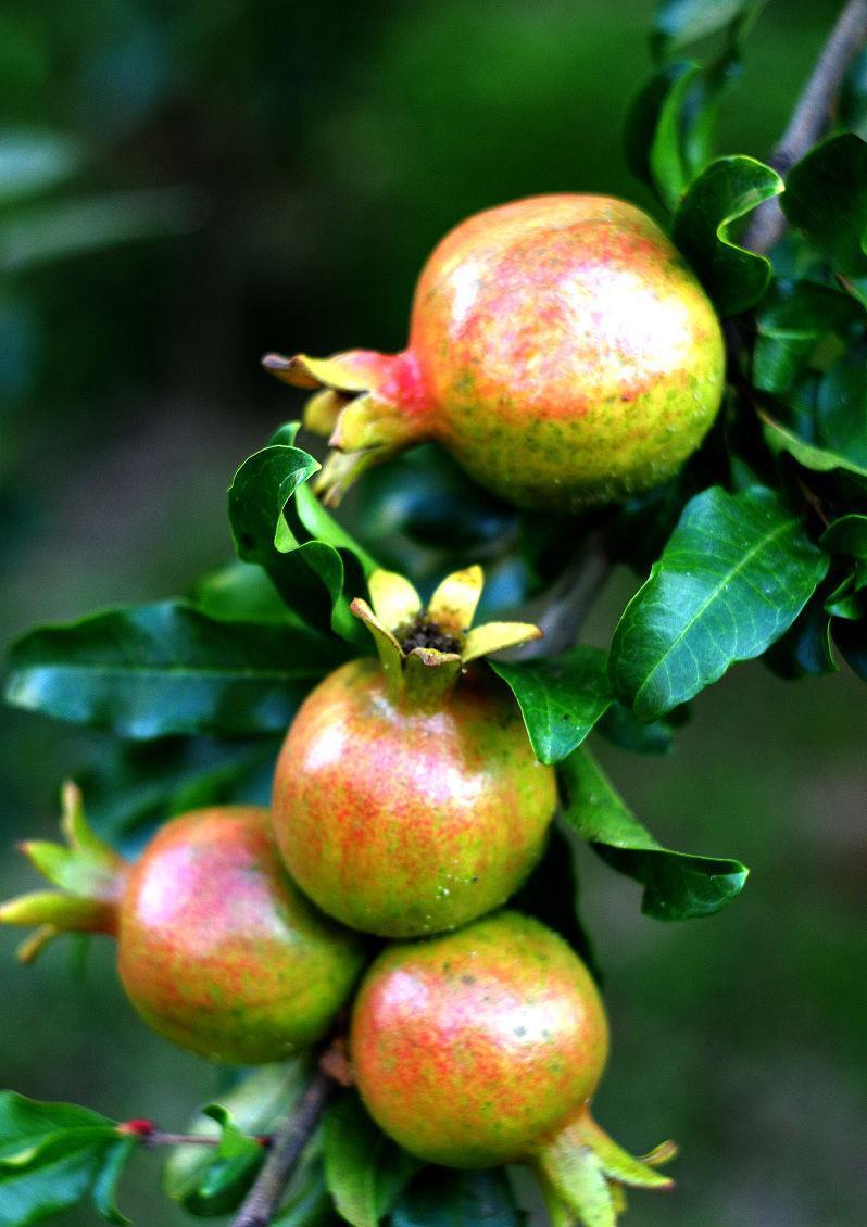 石榴|石榴树如何修剪?掌握4点方法,株型漂亮结果多