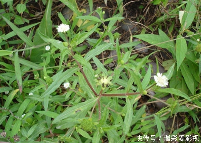 墨汁草|田间一野草，止血效果快，还是农民常用的“染发剂”，别小瞧了！