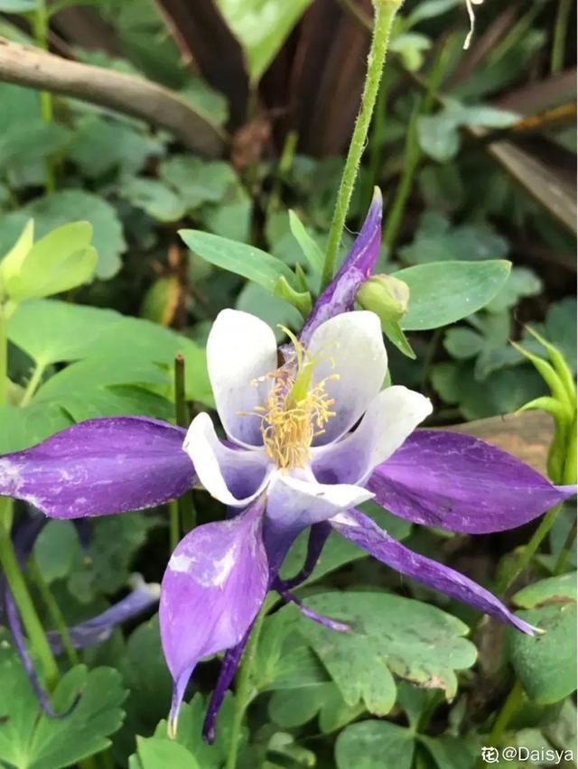 花花|这花名字土掉渣,开花却特美,花期长达3个月