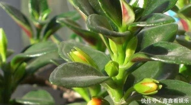 夏至过后,3种花就怕“晒太阳”,一晒就黄叶,特别“难度夏”