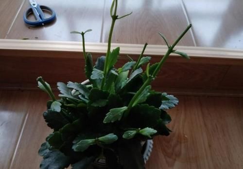 长寿花应该怎么修剪？