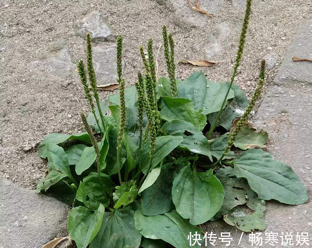 何首乌|三味药泡茶喝,坚持半个月,黑眼圈、眼袋通通全消失,越变越美