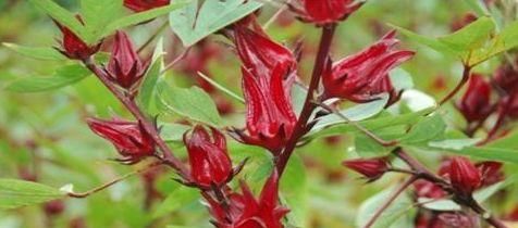 體質|女性養生常吃幾種食物，補血潤膚，延緩衰老，改善體質