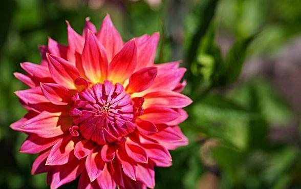 4种花号称开花机器,一整年都开花,好看又好养