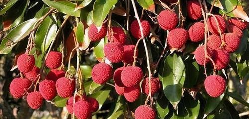 爱美|爱美女性要多吃3种食物，补充营养、延缓衰老，早吃早健康！