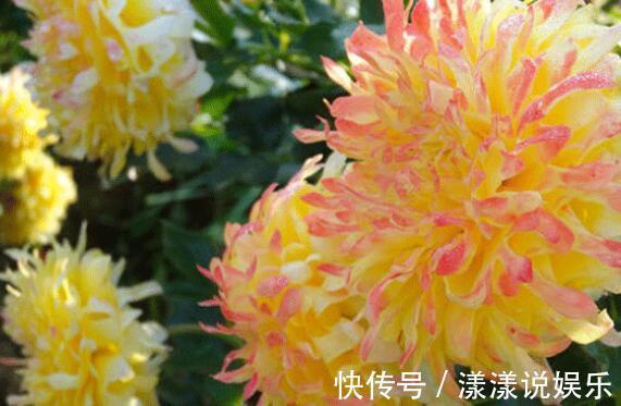 品种|喜好养花不妨选“它”开花似菊花，花朵小巧微卷，可爱能盆栽