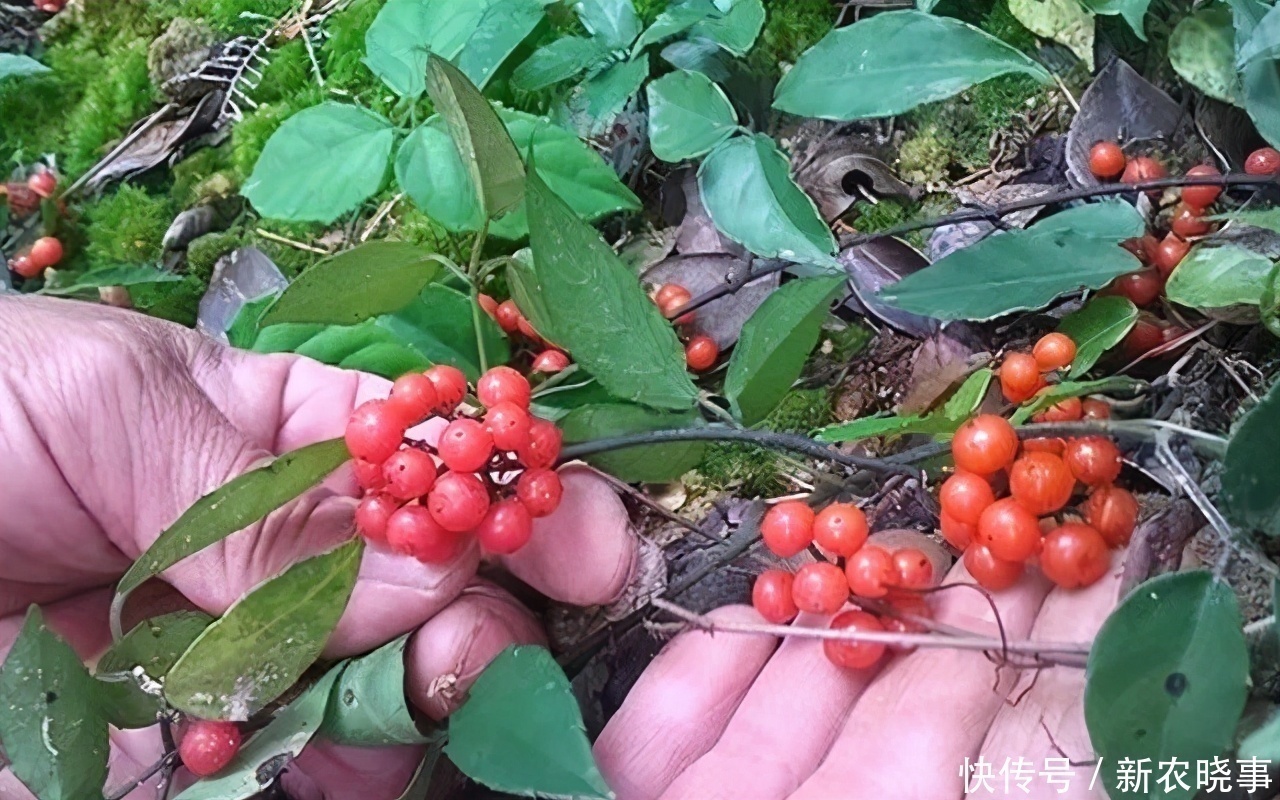 种植|谁在山里除草，请认识它，别拔了就丢掉，有价值