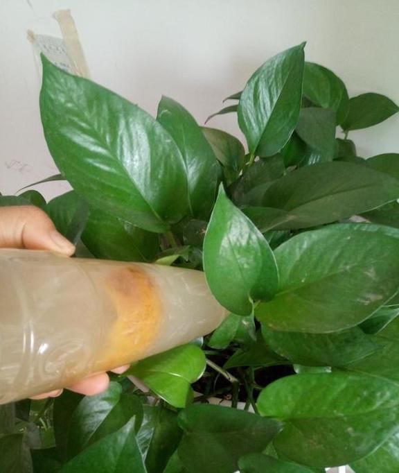 养花土里加点料,肥的流油,从来不板结,开花太猛了