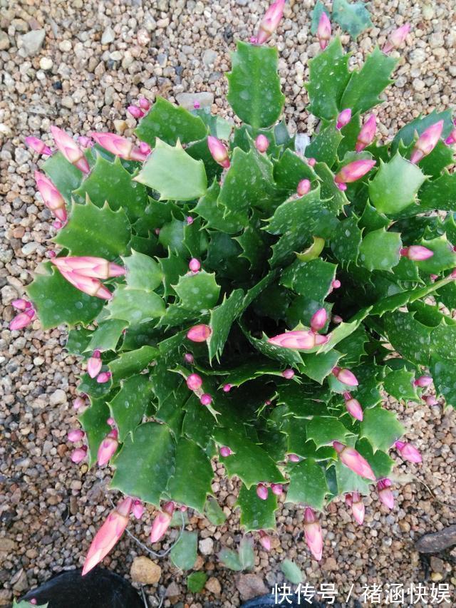 蟹爪兰|蟹爪兰过了休眠期,叶子发红软塌塌,找到病因还能救回来