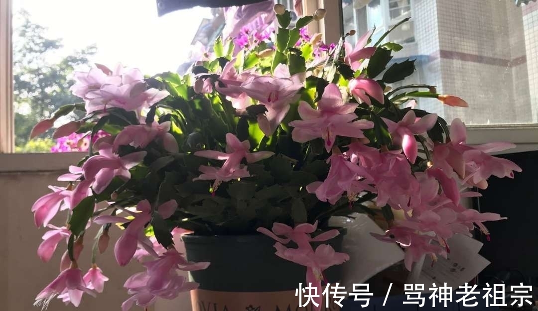 爆盆|两种“促花水”,给三角梅、蟹爪兰用一勺,开花爆盆,又美又仙