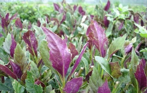 微量元素|女人养护子宫就是抗衰老,3种食物,补充雌激素,养子宫,抗衰老