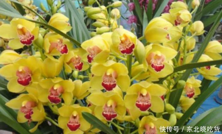 开花最香的4种花,家里养一盆,满屋飘香,一开就是300多天