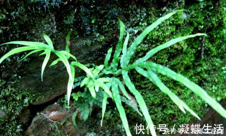 西藏常用中草药|提个醒在路边遇到此野草，一定要拔回家，现在知道还不晚