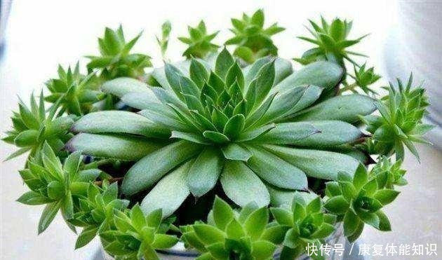 多肉植物长得很慢，怎样才能养爆盆！
