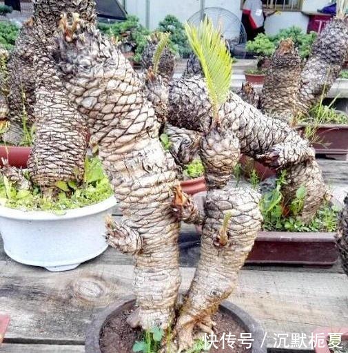 叔叔养了1盆“光杆树”,邻居都笑他傻,2年后看到一脸羡慕!