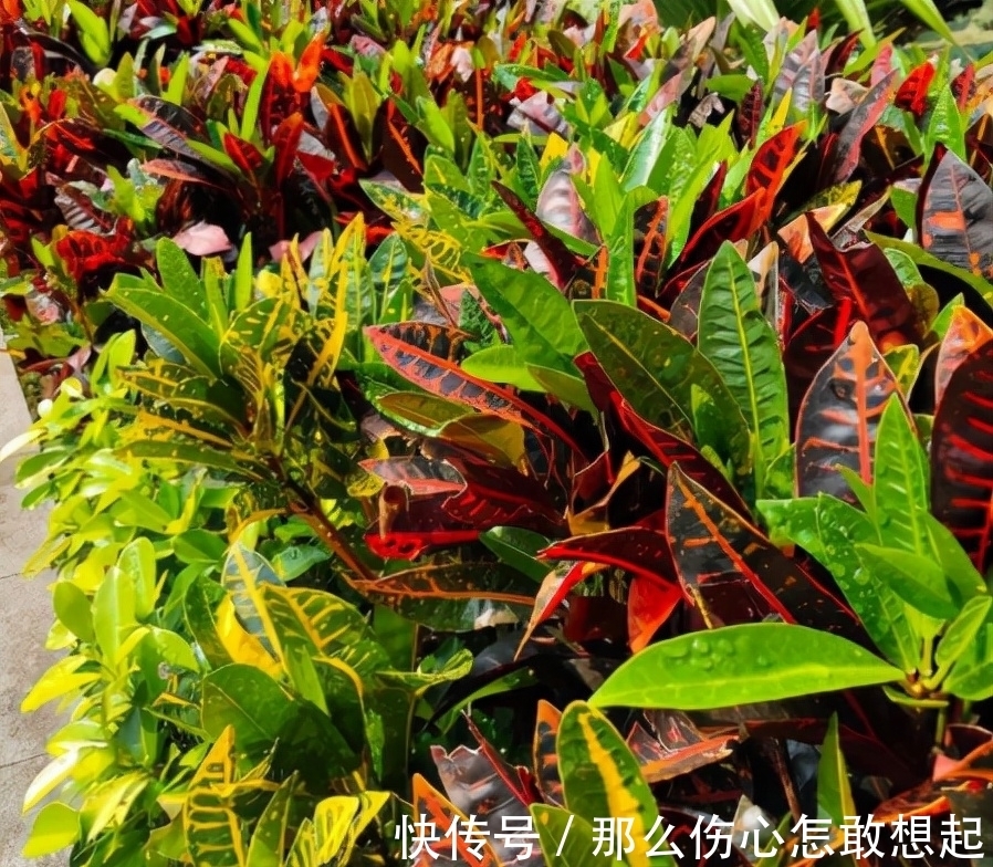 数据库|漂亮的有毒花,认识20种“大毒花”,涨知识不吃亏