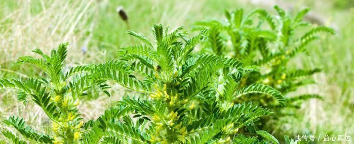 “四味”是肝臟的金子無形之中就把肝臟養(yǎng)好了醫(yī)生也沒想到