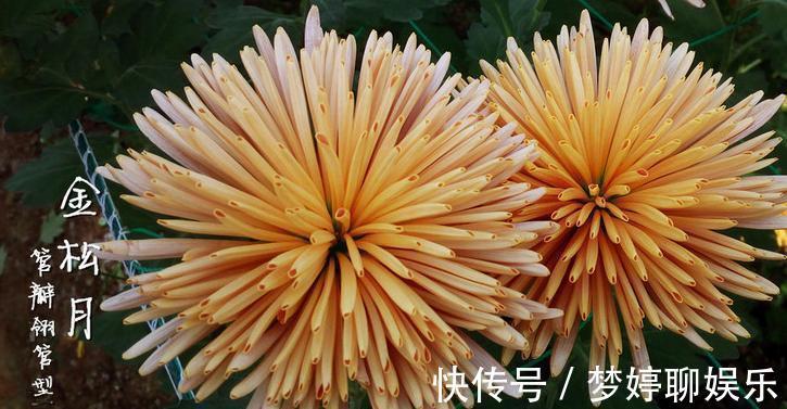 珍品|喜欢菊花，不如养盆“菊之珍品”金松月，似桃吐丹霞，亲切妖娆