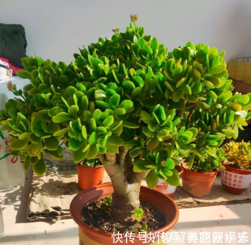 肥料|天气渐凉,6种花要“穷养”,水肥多了会伤根,多晒太阳植株壮