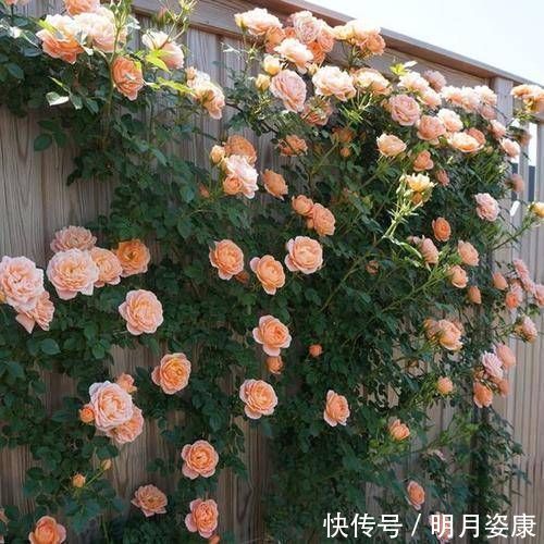 藤本|有个小阳台不要错过4种花,春天猛长新叶和花苞,邻居看了都羡慕