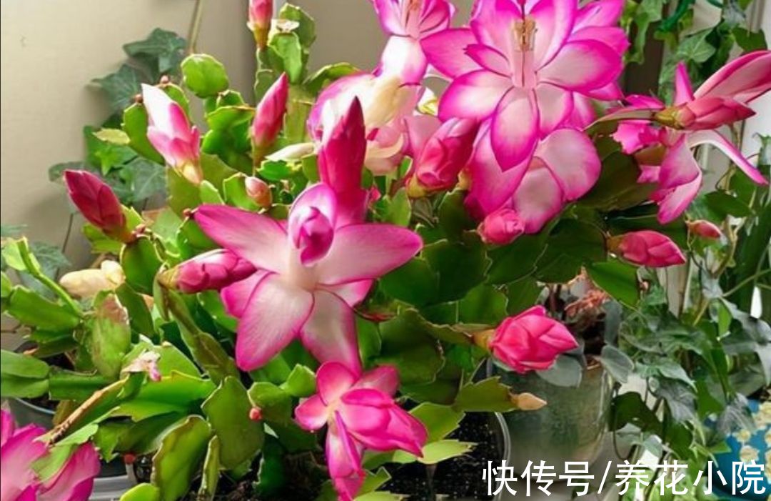 家里养3种花,冬天别停肥,让它早开花