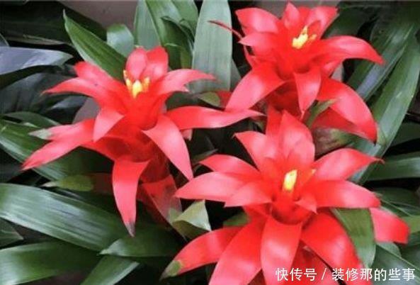 4种花美的出奇,高端大气,花朵硕大、花期长,漂亮好养!