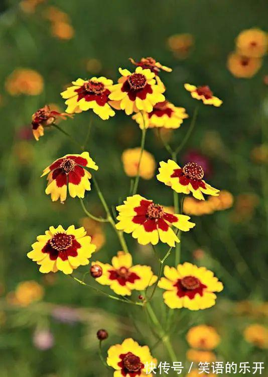 两色金鸡菊的红色斑块很有趣,咱们看到的是美,蜜蜂看到的是蜜!