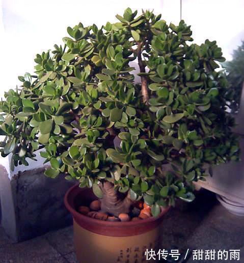 家庭养玉树,修剪讲究“时间”,才能枝繁叶茂,变成美盆景